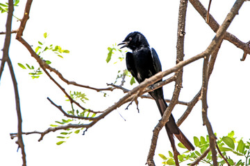 A drongo on a branch