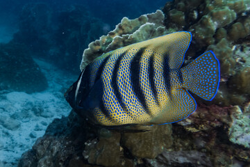 blue and yellow line angel fish in the sea goat barrier reef