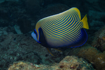 Fototapeta na wymiar blue and yellow line angel fish in the sea goat barrier reef