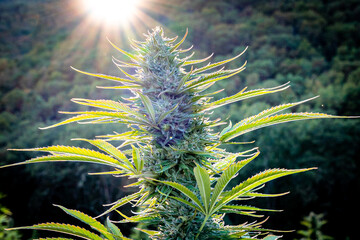 Large sugary marijuana bud in full flower ready for harvest backlit by sunset at a hemp farm in Southern Oregon.