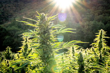 Beautiful marijuana plant backlit by sunset at a hemp farm in Southern Oregon.
