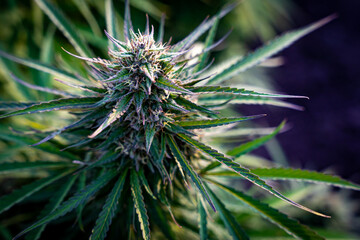 Close up of marijuana bud in full flower just before harvest at a hemp farm in Southern Oregon.