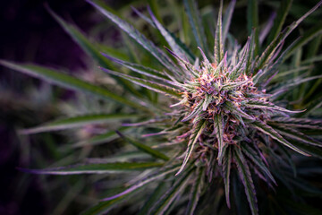 Close up of ripe marijuana bud in full flower just before harvest at a hemp farm in Southern Oregon.