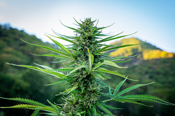 Close up of marijuana bud in full flower with mountains in the background at a hemp farm in...