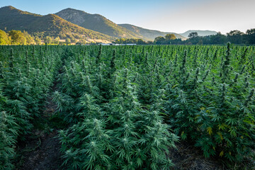 Large marijuana field ready for harvest at a hemp farm in Southern Oregon.