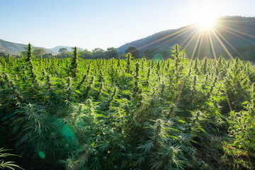 Large marijuana field ready for harvest at sunrise at a hemp farm in Southern Oregon.