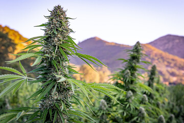 Marijuana bud in full flower ready for harvest with beautiful mountains in the background at a hemp farm in Southern Oregon.