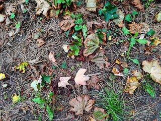 Background of various colored leaves, pine cones and pine needles lie on the ground in a forest during the autumn season. There are no people or trademarks in the shot.