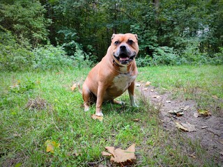 Brown white colored american staffordshire terrier dog sitting on the ground of a field in the forest during autumn season and is looking at the camera. There are no trademarks or persons in the shot.