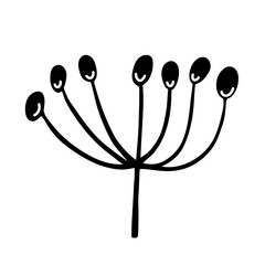 Simple umbel inflorescence vector icon. Hand drawn illustration isolated on white. Black outline, doodle. Round berries on a stem. Botanical sketch of a field plant. Clipart for cards, posters, prints - obrazy, fototapety, plakaty