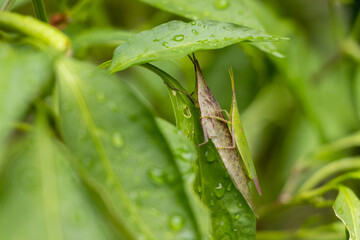 葉っぱの下で雨を避ける二匹のオンブバッタ