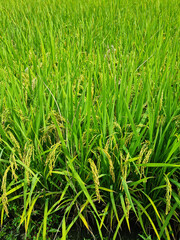 Close up to korea rice seeds in ear of paddy