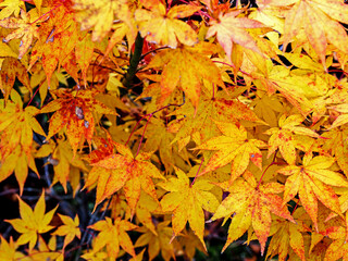 Naklejka na ściany i meble Decorative of the Japanese Style garden in Autumn season change leaf in Japan