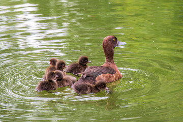 Female Tufted duck swims with her ducklings in green lake