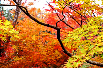 Decorative of the Japanese Style garden in Autumn season change leaf in Japan