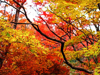 Obraz na płótnie Canvas Decorative of the Japanese Style garden in Autumn season change leaf in Japan