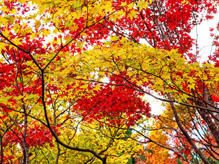 Decorative of the Japanese Style garden in Autumn season change leaf in Japan