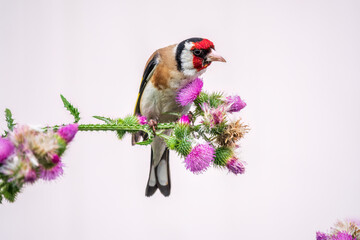 European goldfinch, feeding on the seeds of thistles. Carduelis carduelis.