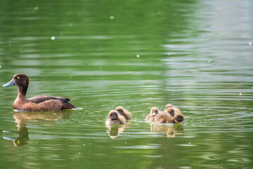 Female Tufted duck swims with her ducklings in green lake