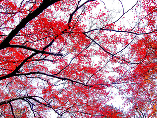 Decorative of the Japanese Style garden in Autumn season change leaf in Japan