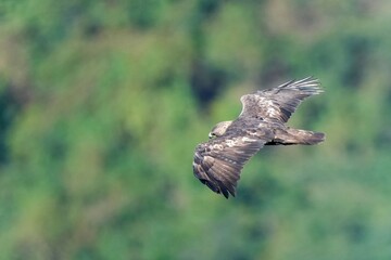 獲物を探して悠然と飛ぶイヌワシ