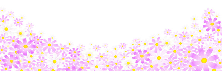 ピンク色のコスモス　背景透明