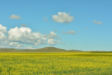 A field of blooming rapeseed in the endless steppe, with hills in the background under a summer cloudy sky.