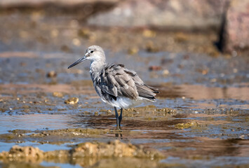 sandpiper bird in beach searching for food.