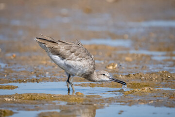 sandpiper bird in beach searching for food.