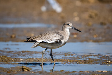 sandpiper bird in beach searching for food.