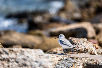 seagull on the beach