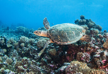 Naklejka na ściany i meble Hawksbill sea turtle on the reef