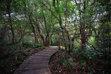 Fototapeta premium autumn path in the gleaming sunlight