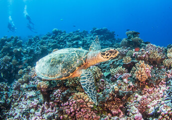 Obraz na płótnie Canvas Hawksbill sea turtle on the reef