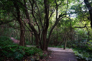 mossy old trees and boardwalk