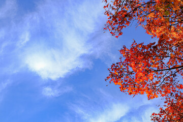 紅葉と青空のフレーム