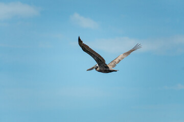 Brown pelican gliding against the sky