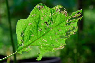 Bite marks of pest on green leaves