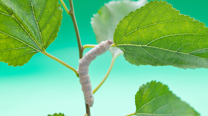 One silkworm eating mulberry leaves
