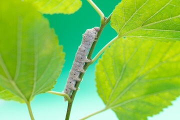 One silkworm eating mulberry leaves