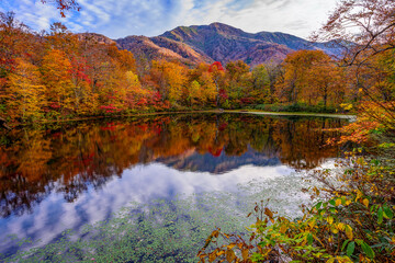 紅葉の刈込池に映る白山
