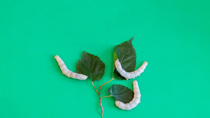 Three silkworms eating mulberry leaves