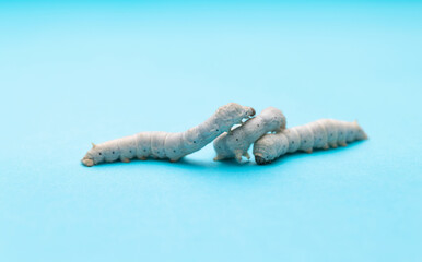 Three silkworms onblue background