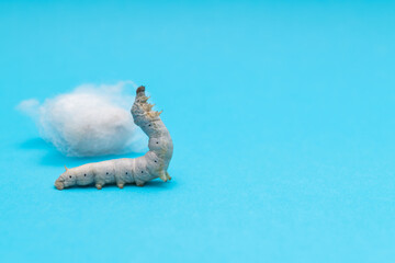 Silkworm make cocoon on blue background