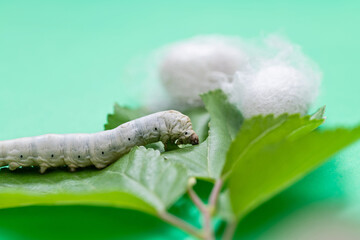 Silkworm make cocoon on green mulberry leaf