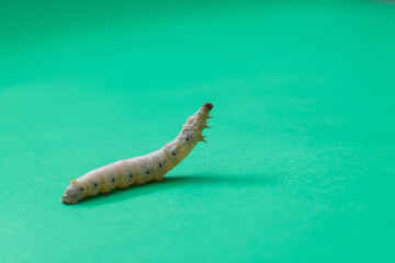 Silkworm is spinning on green background