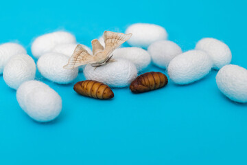 silkworm moth come out of cocoons