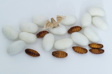 silkworm moth come out of cocoons