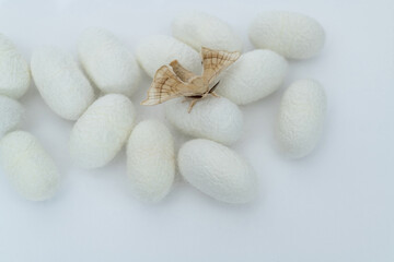 Fototapeta na wymiar silkworm moth come out of cocoons