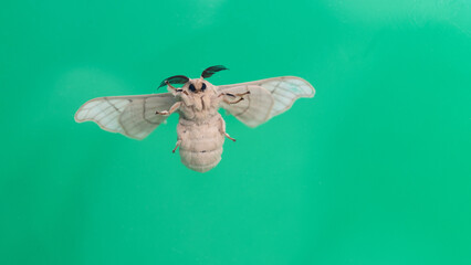 Silk moth on green background